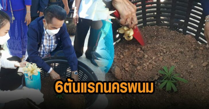 6-ต้นแรกนครพนม