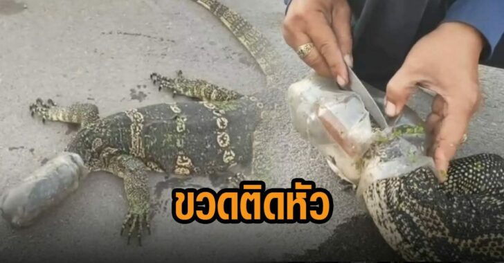ขวดติดหัวเหี้ย