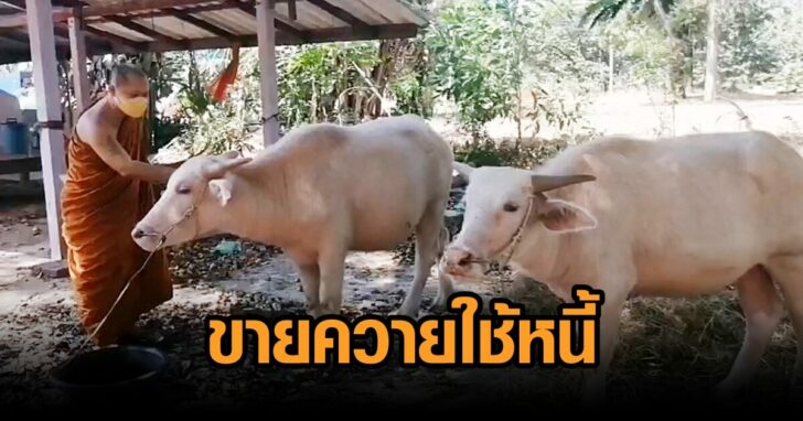ขายควายใช้หนี้