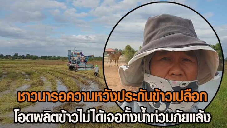 ขาวนารอความหวัง