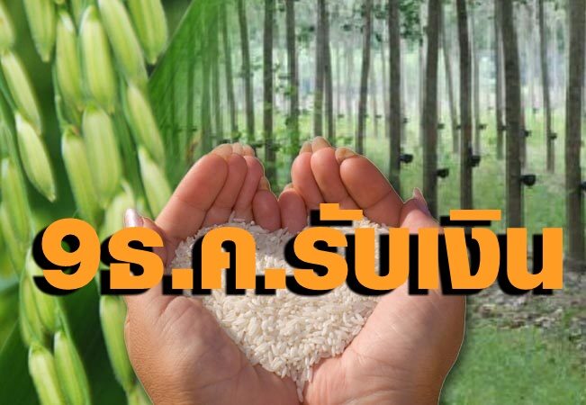 ข้าวยาง