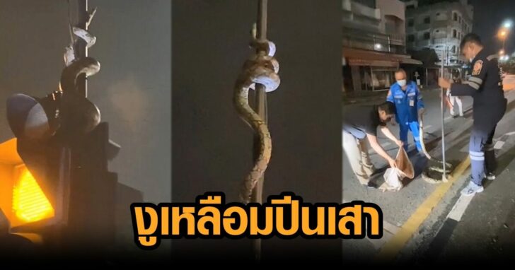 งูเหลือมปีนเสา