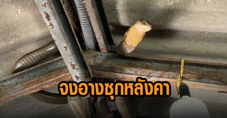 จงอาง-ซุกหลังคา