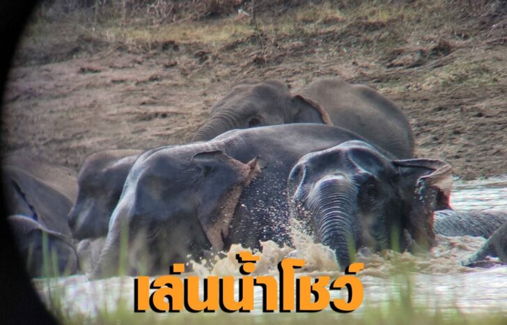 ช้าง1