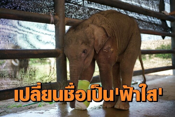 ช้าง2