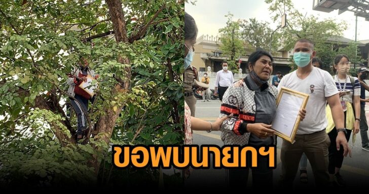 ปีนต้นไม้-ขอพบนายก