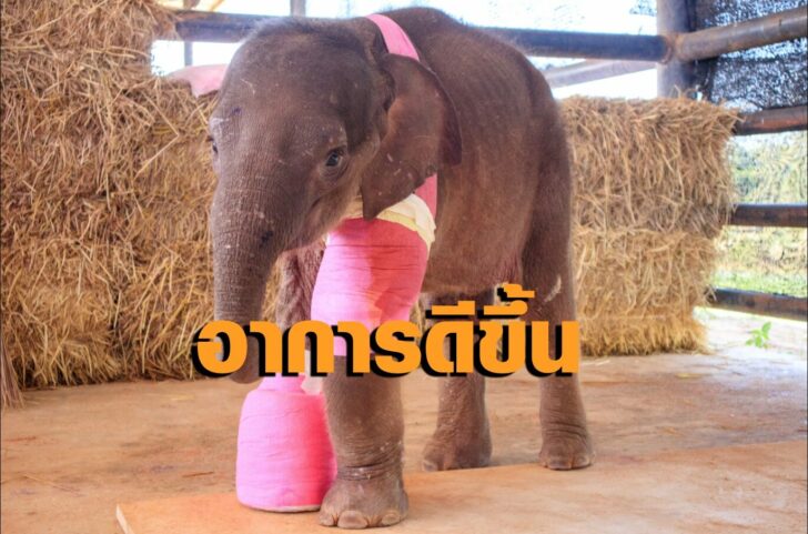 ฟ้าใส