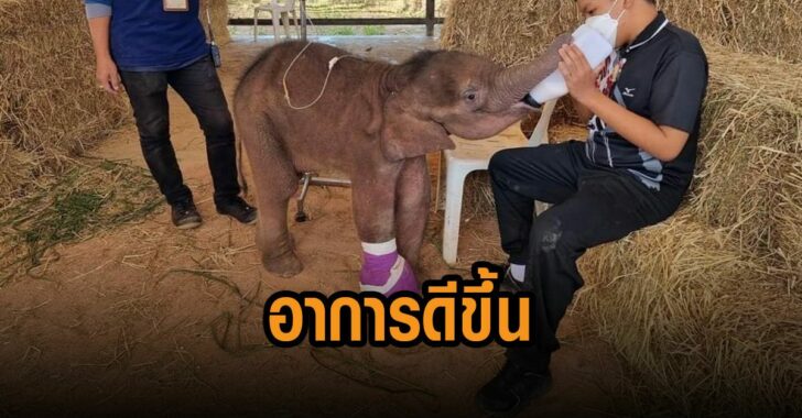 ฟ้าใส-อาการดีขึ้น