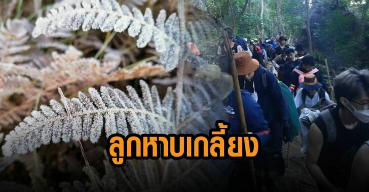 ลูกหาบ-เกลี้ยง-นักท่องเที่ยวทะลักภูกระดึง