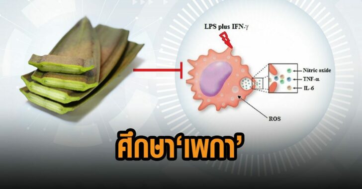 ศึกษา-เพกา-สมุนไพร