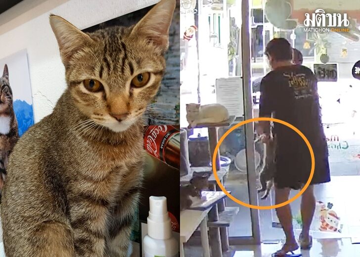 เจ้าของคาเฟ่เคือง ลูกค้าอุ้มแมวปล่อยนอกร้านนาน 20 นาที ไม่แจ้งใคร  สงสัยไม่รักแมวมาทำไม
