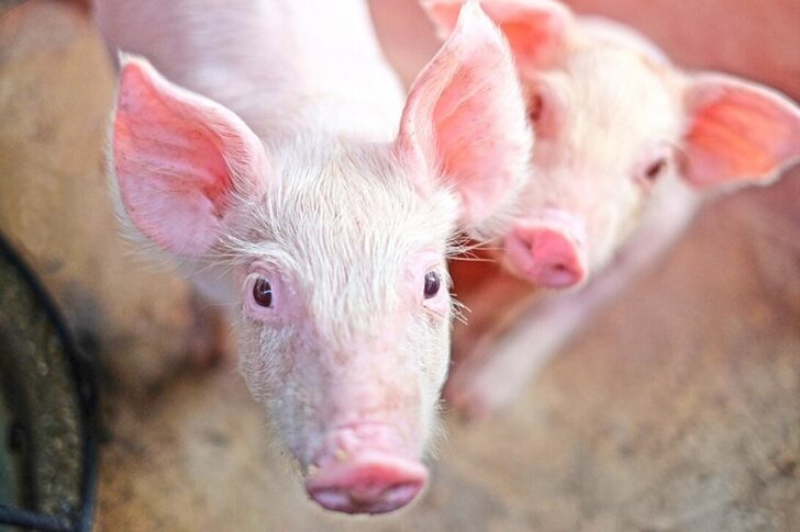 PIG 2020 1 ศตวรรษ ASF : ไทยอย่าท้อ...เร่งเดินหน้าต่อ ASF หรือ โรคอหิวาต์แอฟริกาในสุกร
