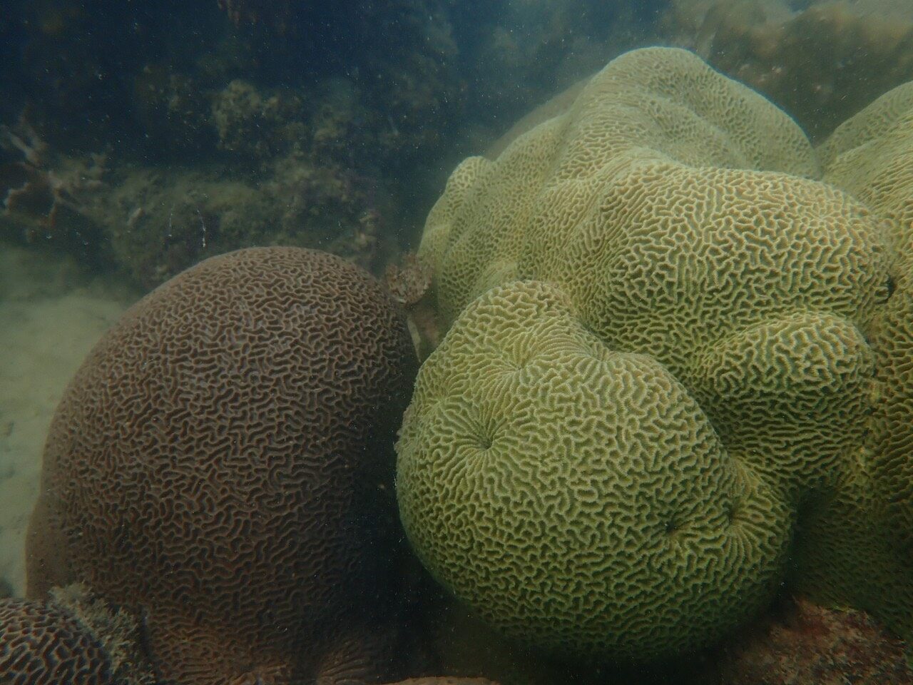 ปะการัง