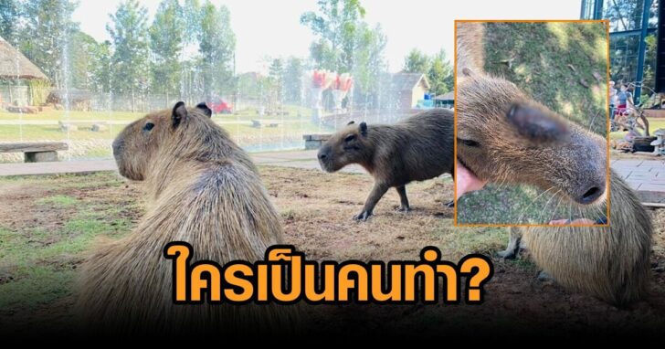 ทำร้าย-คาปิบารา