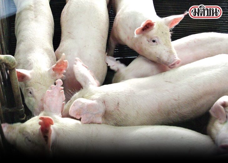 ผลิตภัณฑ์จากหมู ไต้หวัน หมู