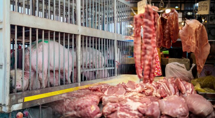 บทนำ : ต้องแก้ทั้งระบบ สถานการณ์หมูราคาแพงอันเนื่องมาจากจำนวนหมู