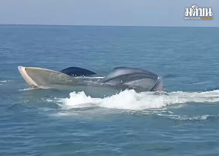 วาฬบรูด้า23มค01