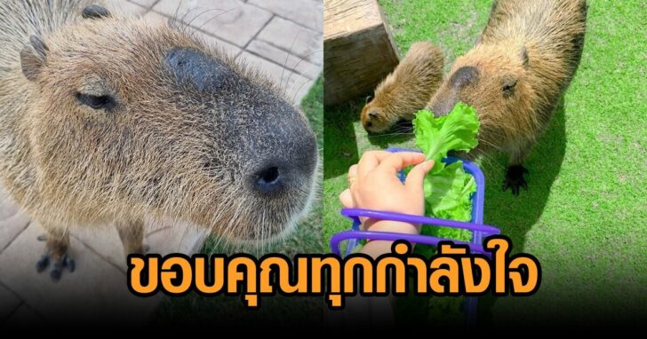 อัพเดต-คาปิบารา