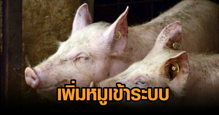 เพิ่มหมู