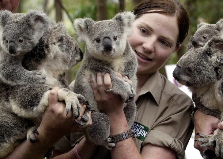 ออสเตรเลียประกาศขึ้นบัญชี'โคอาลา'เป็นสัตว์ใกล้สูญพันธุ์