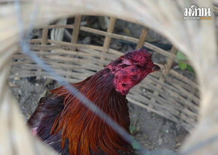 ปก-ไก่
