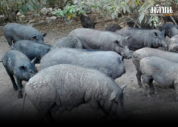หมูป่า1-1