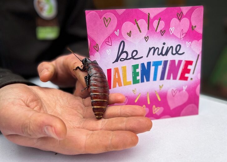 The Hemsley Conservation Centre is letting people name a cockroach after their ex for Valentine's Day, in Fairseat, Kent