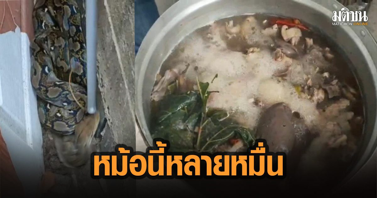 ช่วยไม่ทัน! ไอ้เหลือมรัดไก่ชนพันธุ์ดังตัวละหลายหมื่นตาย ก่อนเอาไปทำต้มยำกิน