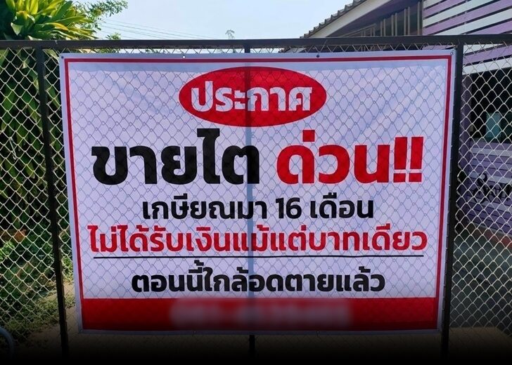 ขายไต แก้ไข