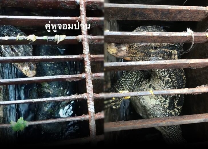 คู่หู เหี้ย