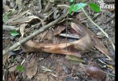 พบซากช้างป่าถูกฆ่าตัดงา 2 ตัว คาดนายพรานล่าตามใบสั่ง