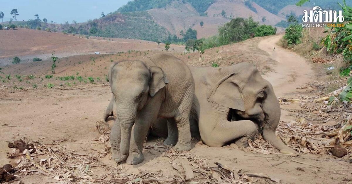 สลด ช้างตกงาน ควาญปล่อยหากินเจอพืชอาบสารพิษ แม่ช้างกินตายคาที่ ลูกคลอเคลียซากไม่ห่าง