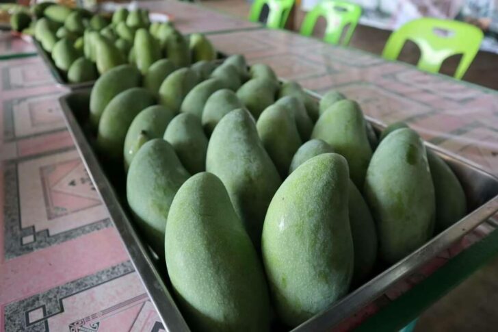 มะม่วง