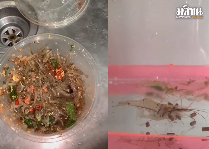 ขนาดเว็บกุ้งนักสู้
