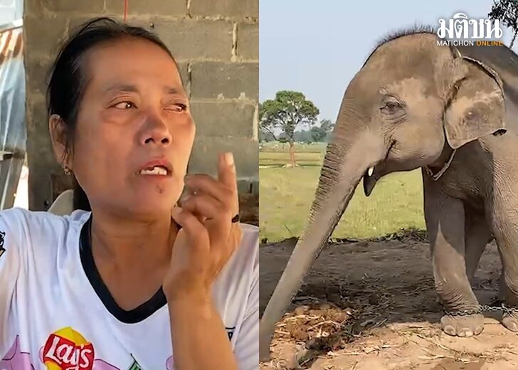 ข่าวขโมยช้างพี่01