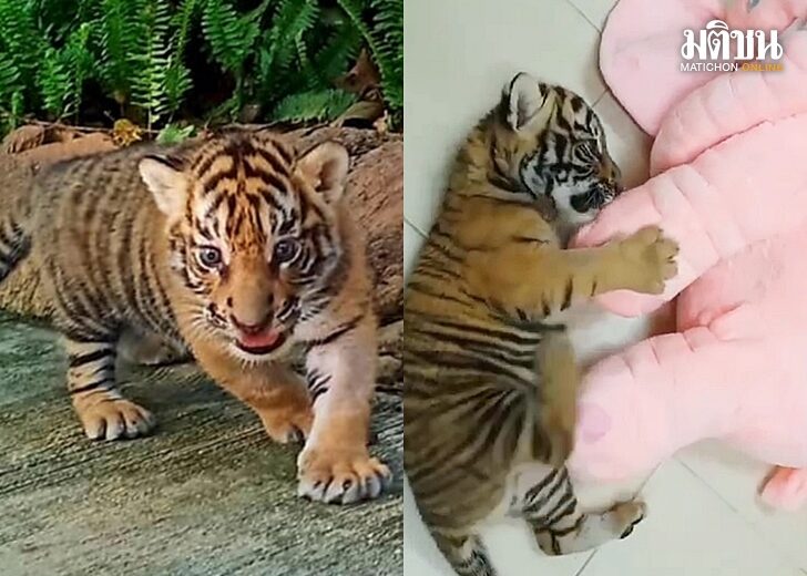 น้องขวัญ16เม.ย