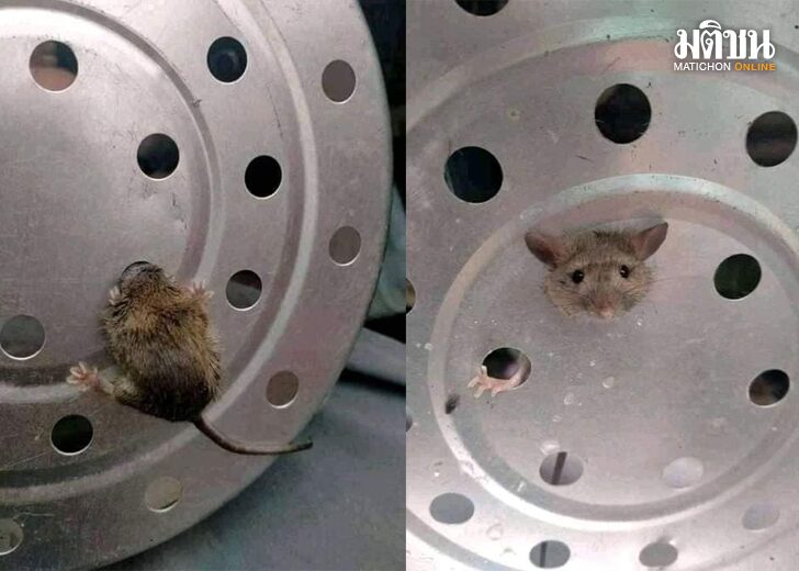 หัวหนูติด