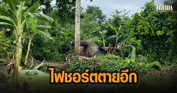 10-สลดช้างป่าตาย