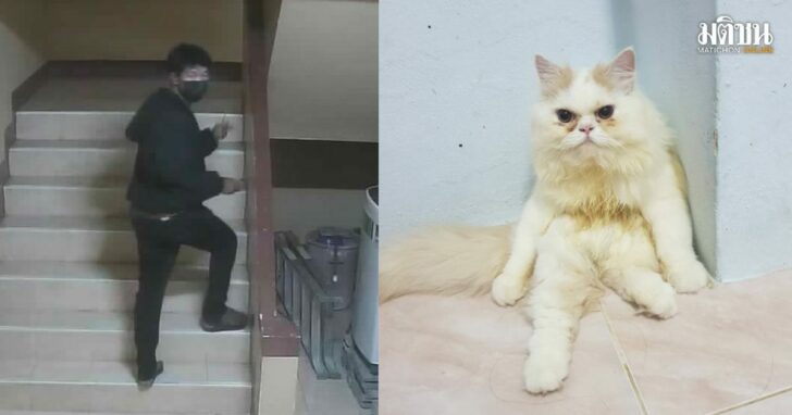 44-ขโฒยน้องแมว