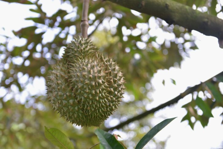 ทุเรียนนนท์