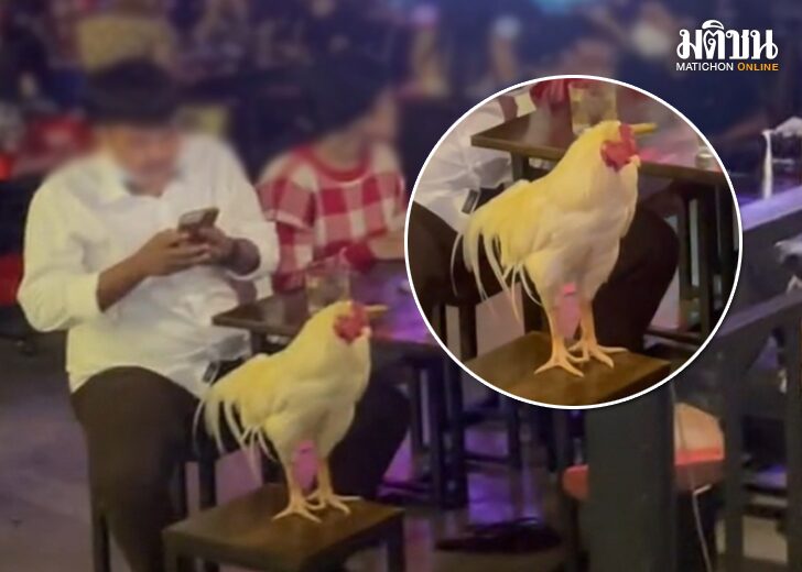 ขนาดเว็บไก่ฉลองแชมป์