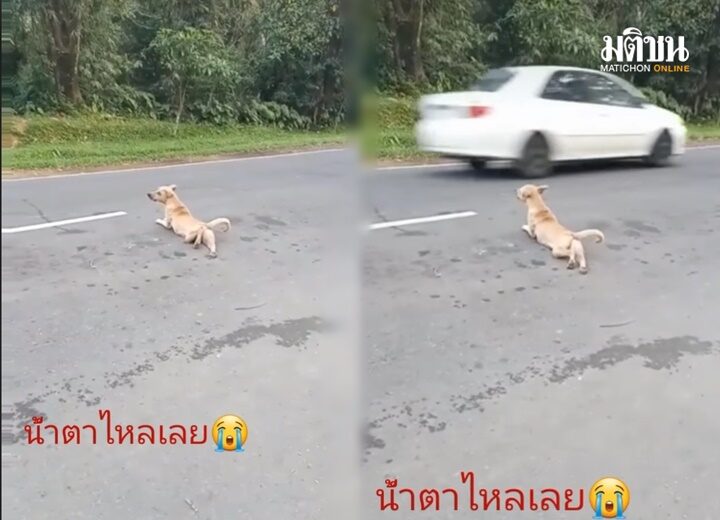 ปก-น้องหมา