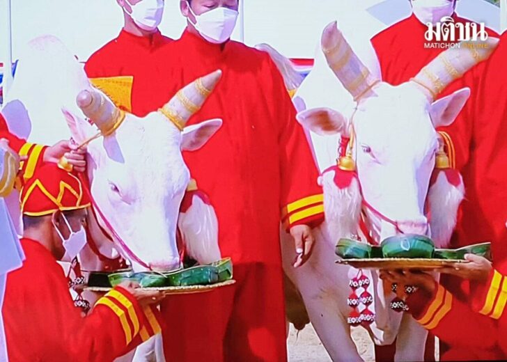 .โหรหลวง พยากรณ์ พระยาแรกนาเสี่ยงทายผ้าได้ 4 คืบ พระโคกินเลี้ยง 4 อย่าง.