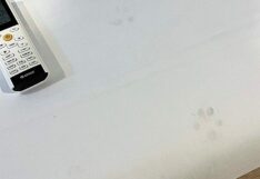 โรงแรมโอด สุนัขลูกค้าขับถ่ายบนเตียง ย้ำมีกฎชัด ขอเคร่งครัดความสะอาด เปิดรับหมาตามเดิม