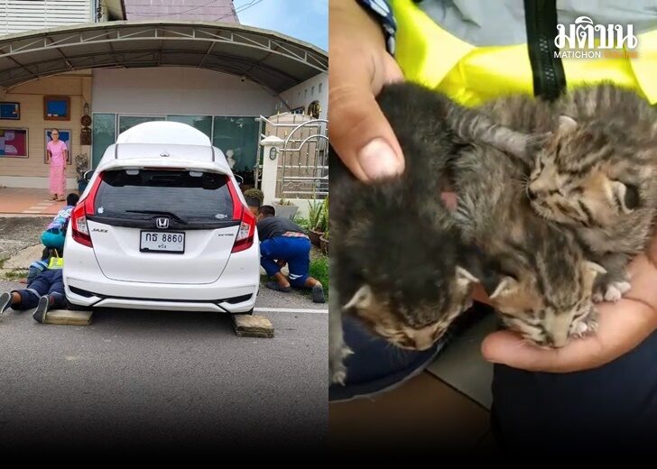 แมว5