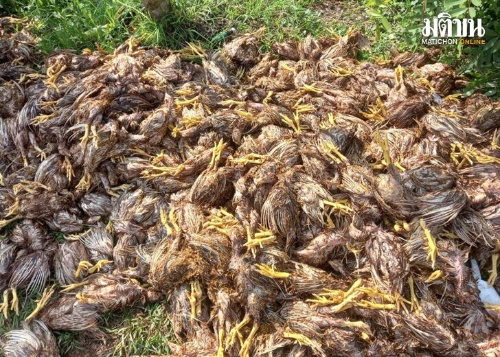 ไก่ตาย