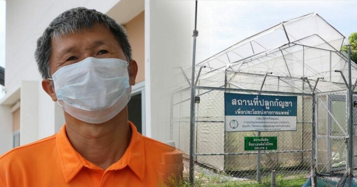 31-กัญชา-ขอนแก่น