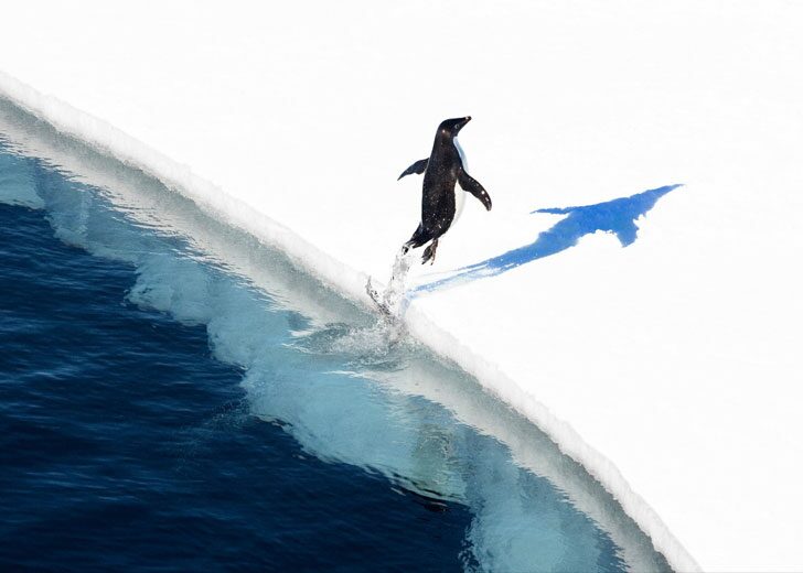 antarctica-penguin