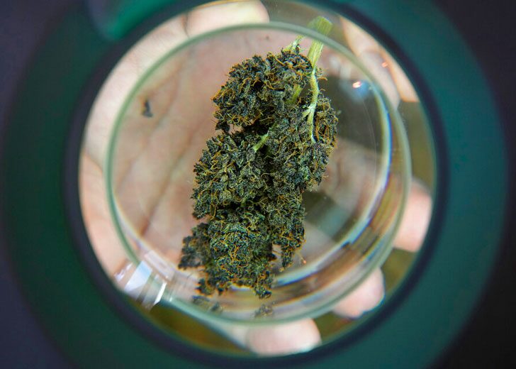 marijuana-thailand-flower