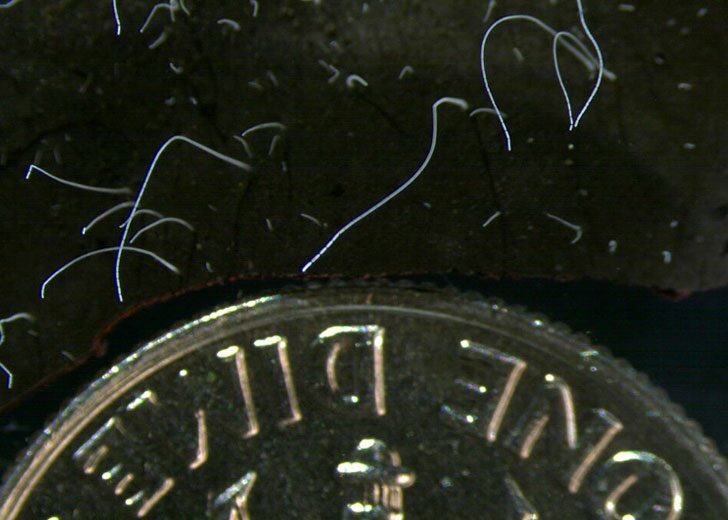 world-lagest-bacteria